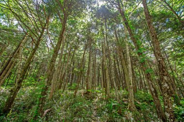Tropikal yağmur ormanlarındaki orman, Tayland