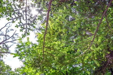 Yeşil orman ağaçları, yaz doğası.