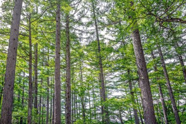 Yazın dağlarda orman