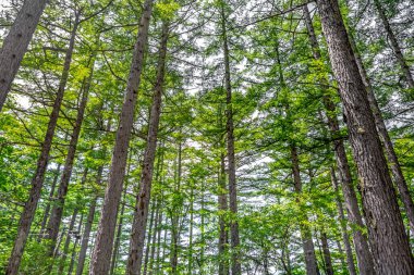 Sonbaharda yeşil ağaçlı orman