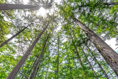 Yeşil ormandaki ağaçlar.