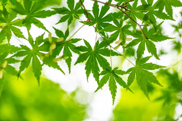 Ağacın üzerinde taze yeşil yapraklar