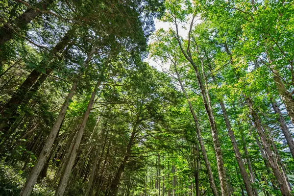 Yazın güzel yeşil orman