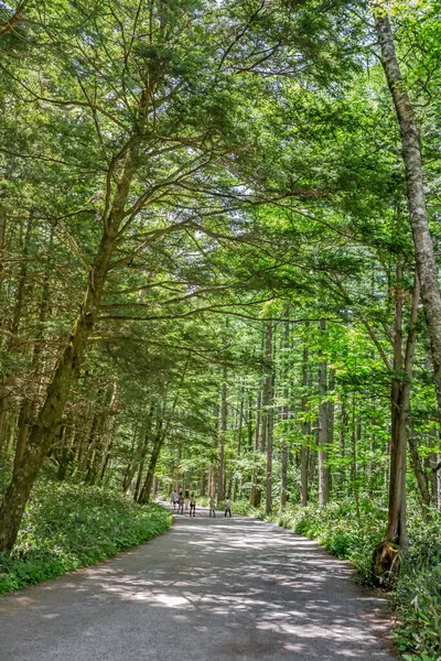 Ormanın güzel manzarası