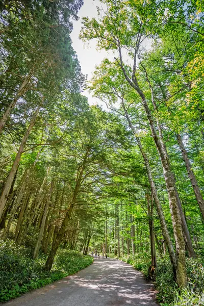 Ormana giden yolu olan güzel bir yeşil ağaç görüntüsü.