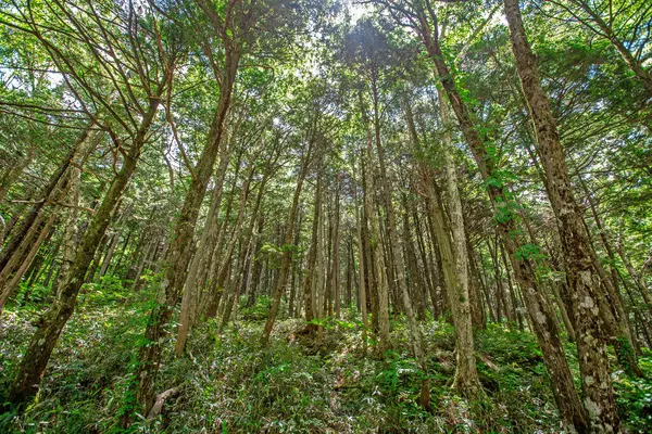 Tropikal yağmur ormanlarındaki orman, Tayland