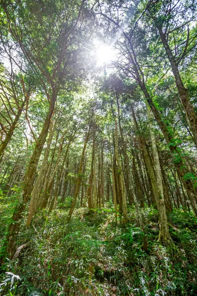 Sabah güzel bir orman