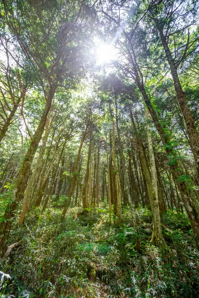 Ormanda yeşil yosun