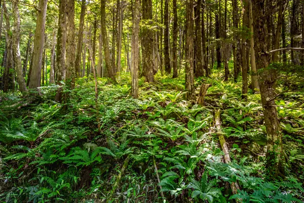 Yeşil ağaçlı güzel tropikal orman