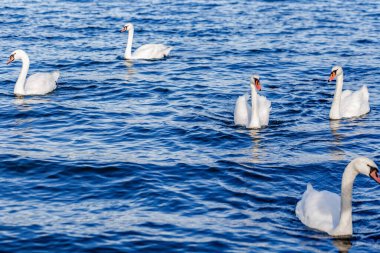 Mavi denizde yüzen beyaz kuğular, yaklaşın.
