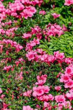 Bahçede kırmızı gül