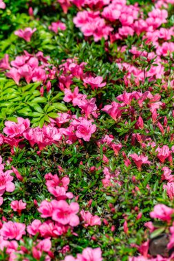 Bahçedeki pembe çiçekler