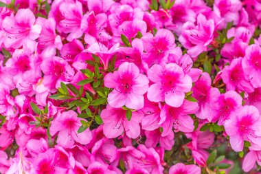 güzel pembe çiçekler arka plan.