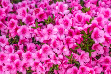 Bahçedeki güzel çiçekler