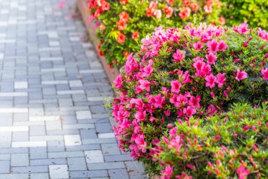 Bahçedeki güzel çiçekler