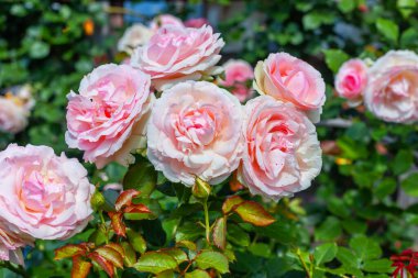 Bahçedeki güzel güller