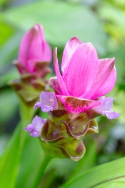 Bahçedeki pembe çiçekler