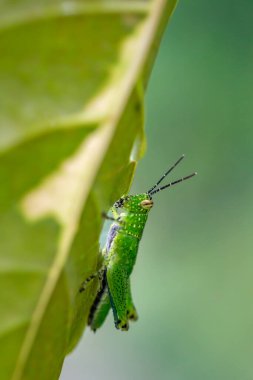 Doğadaki hatanın yakın görüntüsü