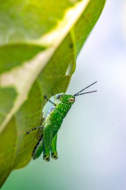 Yaprağın üzerinde yeşil çekirge.