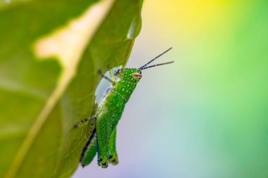 Kelebekli yeşil yaprağın makro fotoğrafı