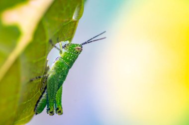 yakın - böceğin görünümü, seçici odak