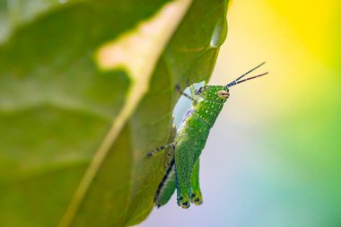 Yeşil yapraklı yeşil tırtıl