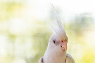 Beyaz Güvercin kafes içinde