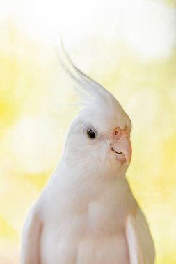 Sarı tüylü beyaz papağan. Yaklaş.
