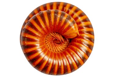 Deniz kabukları beyazlarda izole edilmiş.