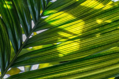 Tropikal palmiye yaprağı arka plan.