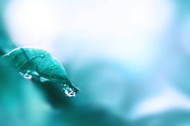 Yaprağın üzerine su damlası