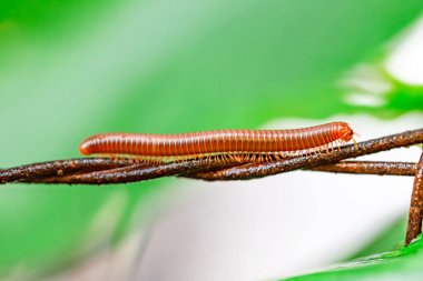 Doğadaki güzel böceğin yakın görüntüsü