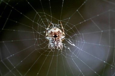Örümcek ağının yakın plan görüntüsü.