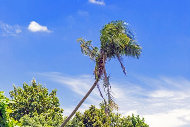 Tropikal hindistan cevizi ağacı