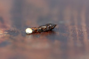 Yakın çekim - kahverengi bir tırtıl, tahtanın üzerinde