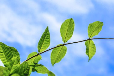 Gökyüzü arkaplanlı yeşil yaprak. doğa arkaplanı.