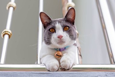 Güzel bir kedinin portresi.