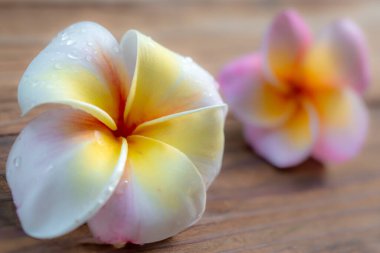 Frangipani çiçek ahşap arka plan üzerinde