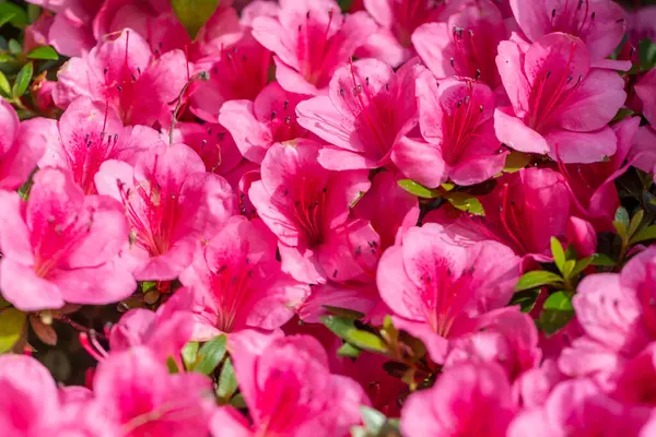 Bahçedeki güzel pembe çiçekler