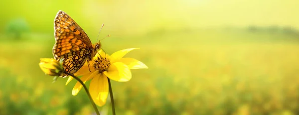 夏日的艳阳天 蝴蝶在黄色的草地上绽放 带有复制空间的横幅 — 图库照片
