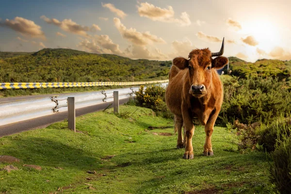 Cow One Horn Grazing Madeira Mountains Sunset — Stock Photo, Image