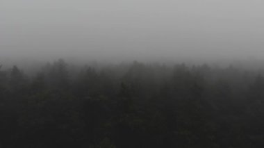 Ürkütücü sisli ormanın hava görüntüsü. Karanlık, gizemli ormanda derin bir sis.