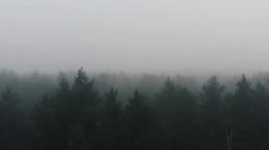 Sisli ormanın hava görüntüsü. Ormanda sabah sisi