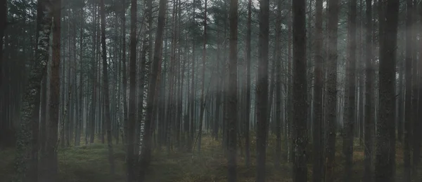 Floresta Nebulosa Assustadora Nevoeiro Floresta Misteriosa Escura Banner — Fotografia de Stock