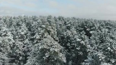 Karlı çam ağaçlarının üzerinden havadan uçuş. Kışın orman