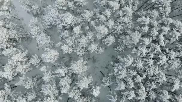 Légi Repülés Havas Fagyott Fák Felett Erdő Télen Felülnézet — Stock videók
