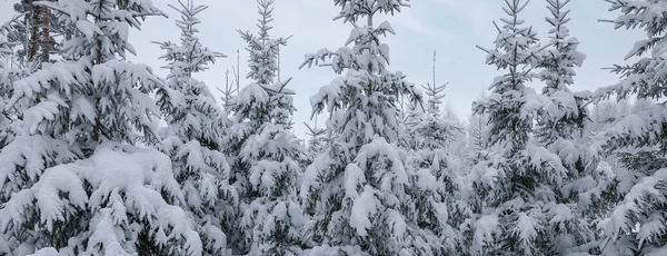 Los Abetos Cubiertos Nieve Bosque Invierno Banner —  Fotos de Stock