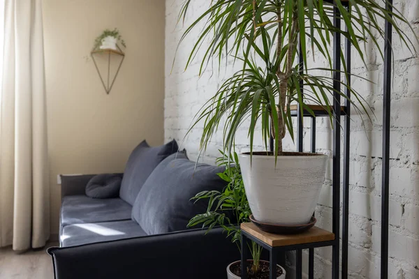 Interiér Obývacího Pokoje Zelenými Pokojovými Rostlinami Stojanu — Stock fotografie