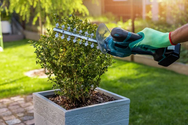 Jardinero Está Podando Moldeando Arbusto Boj Maceta Utilizando Recortador Jardín —  Fotos de Stock