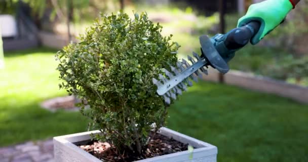 Giardiniere Sta Potando Modellando Bosso Vaso Arbusto Utilizzando Trimmer Giardino — Video Stock
